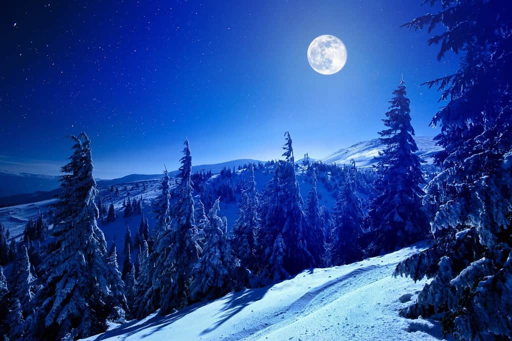 Luna piena durante l'inverno, una foresta profonda ricoperta di neve nella notte invernale con molte stelle nel cielo.  Paesaggio del concetto di natura del paese delle meraviglie invernale