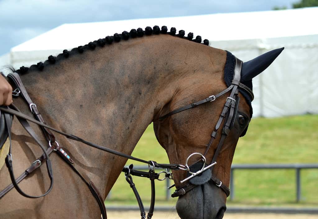 Colpo alla testa del cavallo