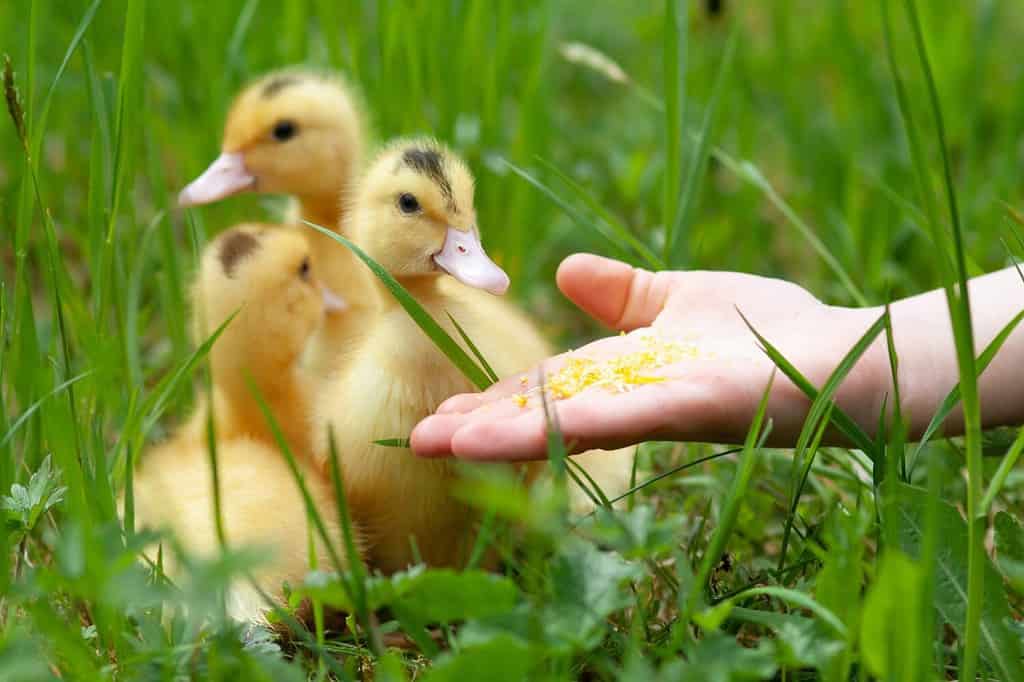 Nutrire i piccoli anatroccoli Mulard dalla mano.