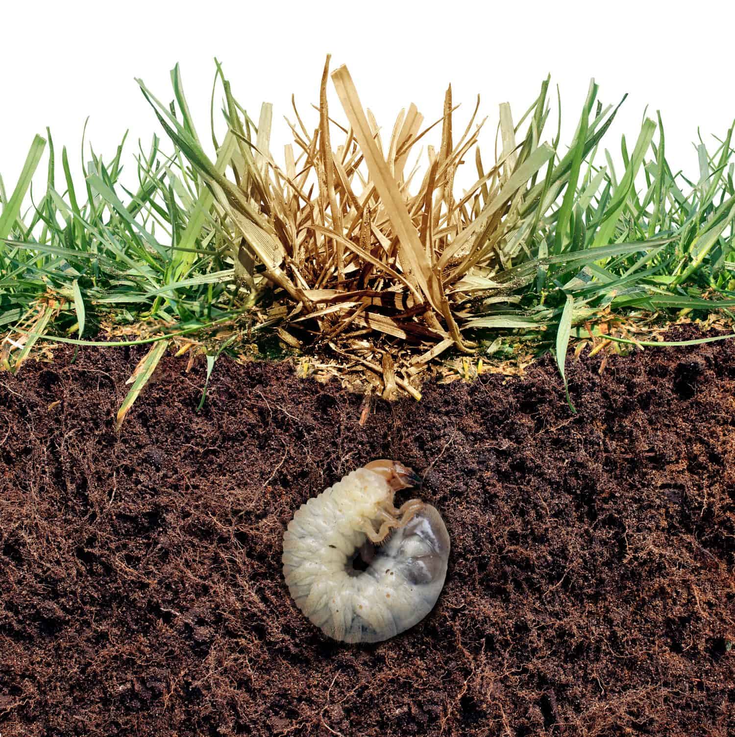 Danni alle larve del prato come larve di cinch che danneggiano le radici dell'erba causando una malattia della macchia marrone nel tappeto erboso come immagine composita isolata su uno sfondo bianco come immagine composita.