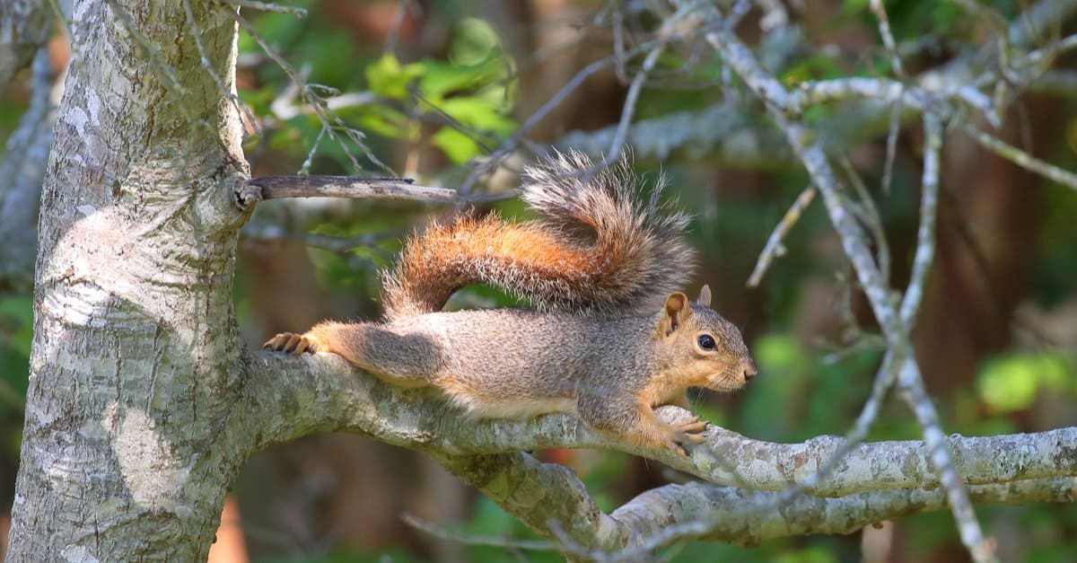 scoiattolo volpe disteso sul ramo di un albero