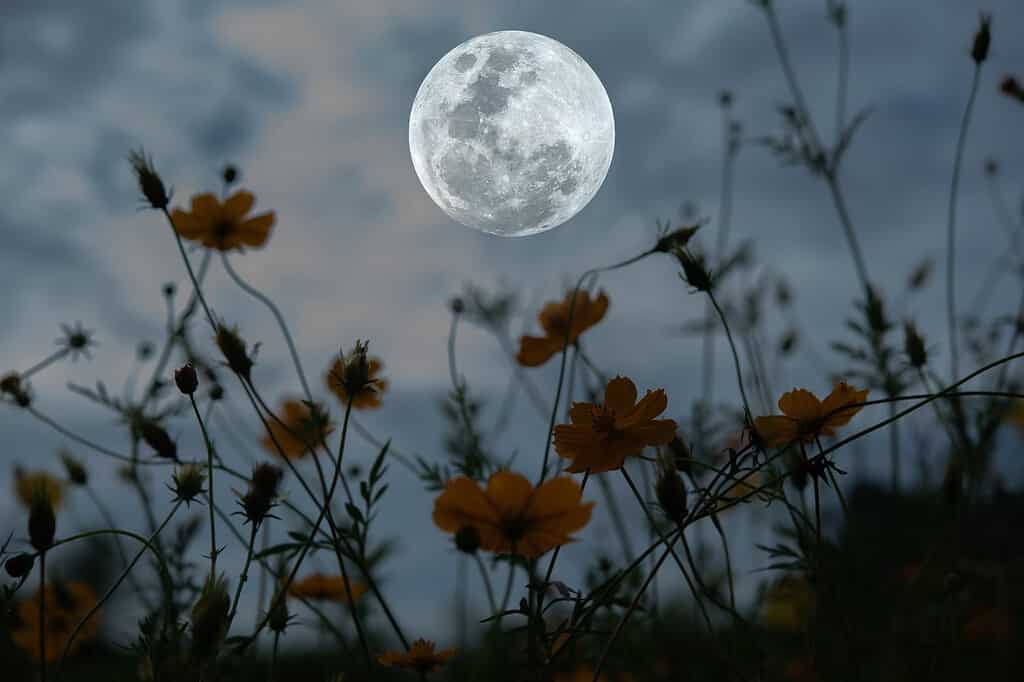Luna piena con silhouette cosmo giardino fiorito di notte.