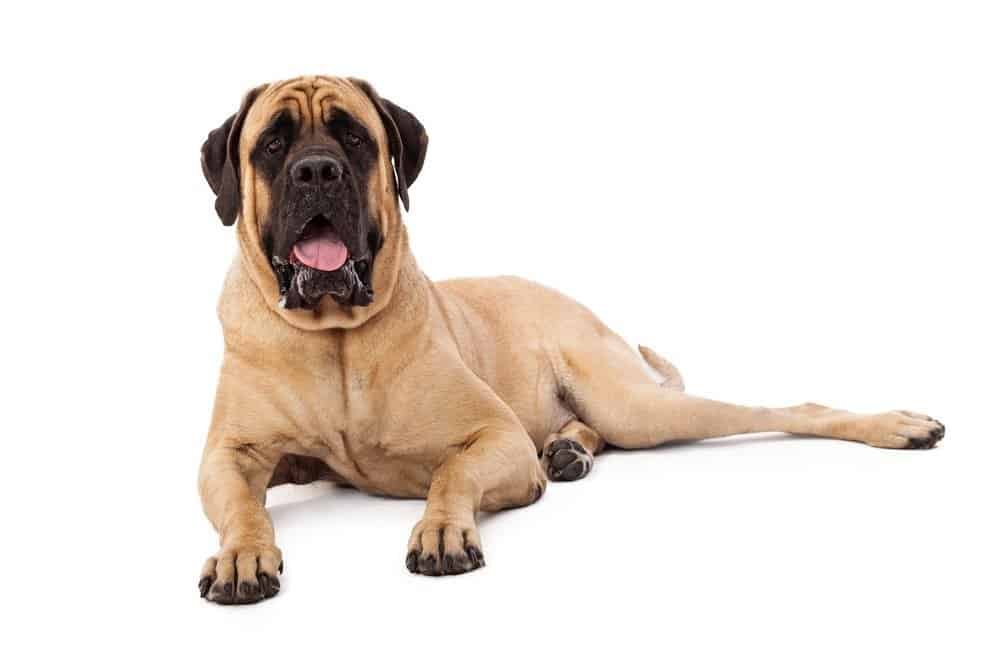 Un grosso cane mastino adagiato su uno sfondo bianco con un'espressione vigile e attenta