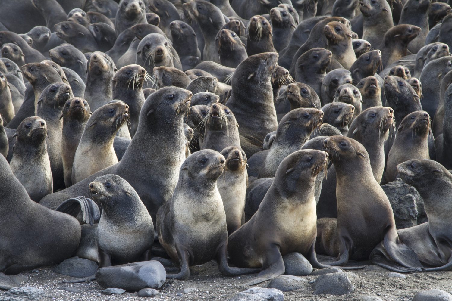 gruppo di giovani colonie di foche da pelliccia settentrionali sull'isola di Bering - animali dell'Acquario Mistico