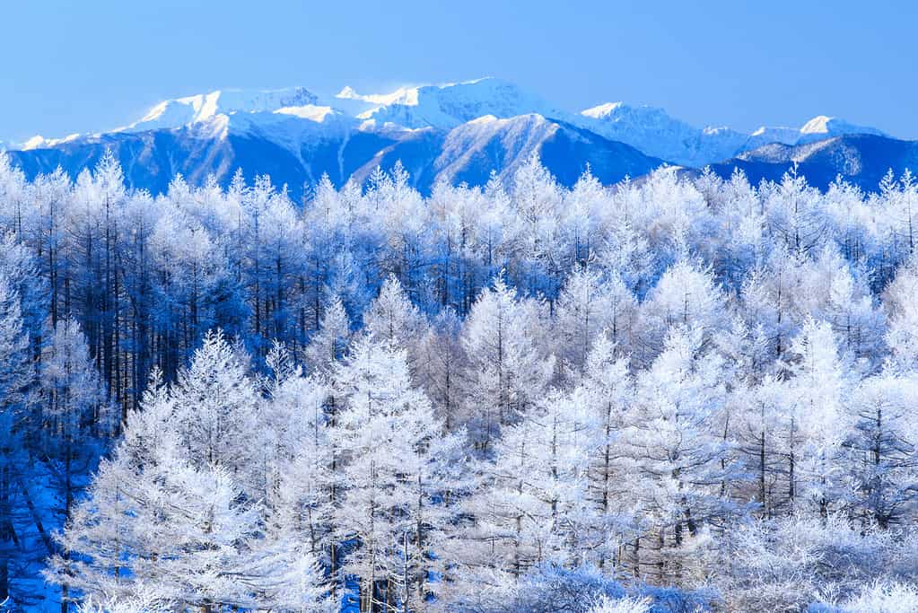 Paesaggio invernale dei Monti Kiso e del bosco di larici