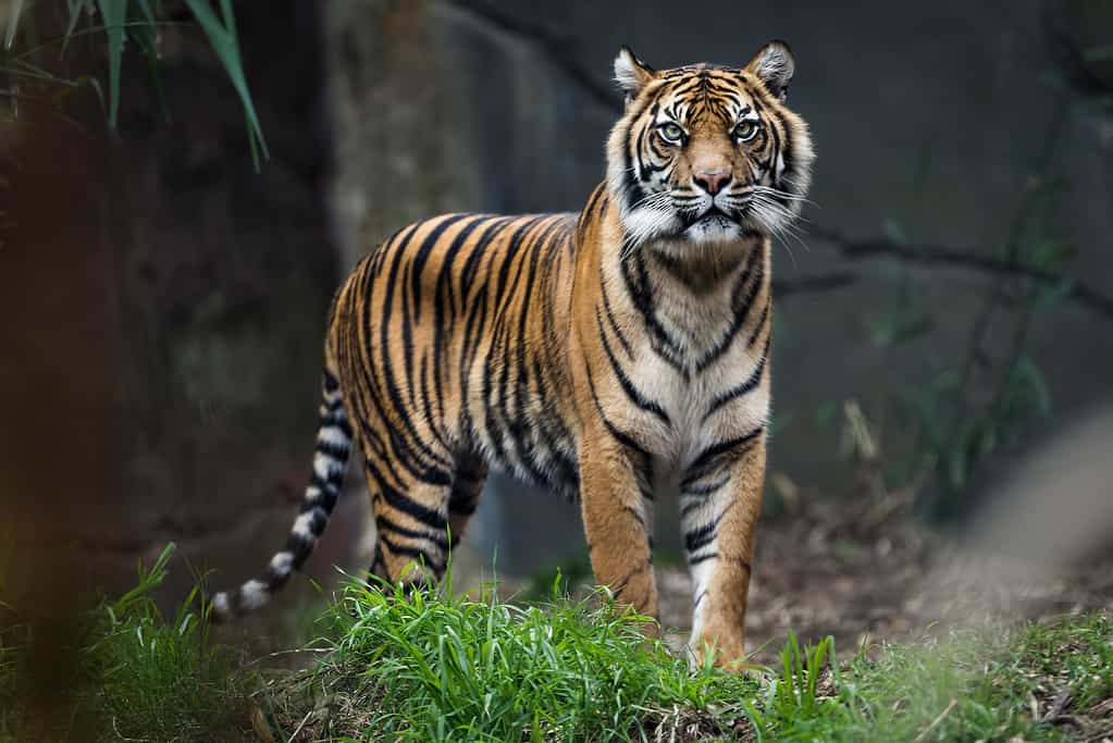 Tigre del Bengala in piedi nell'erba