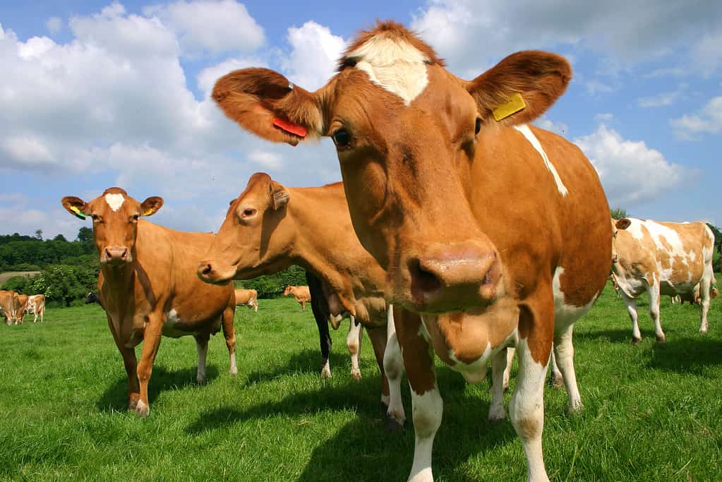 Una foto di un campo di mucche Guernsey