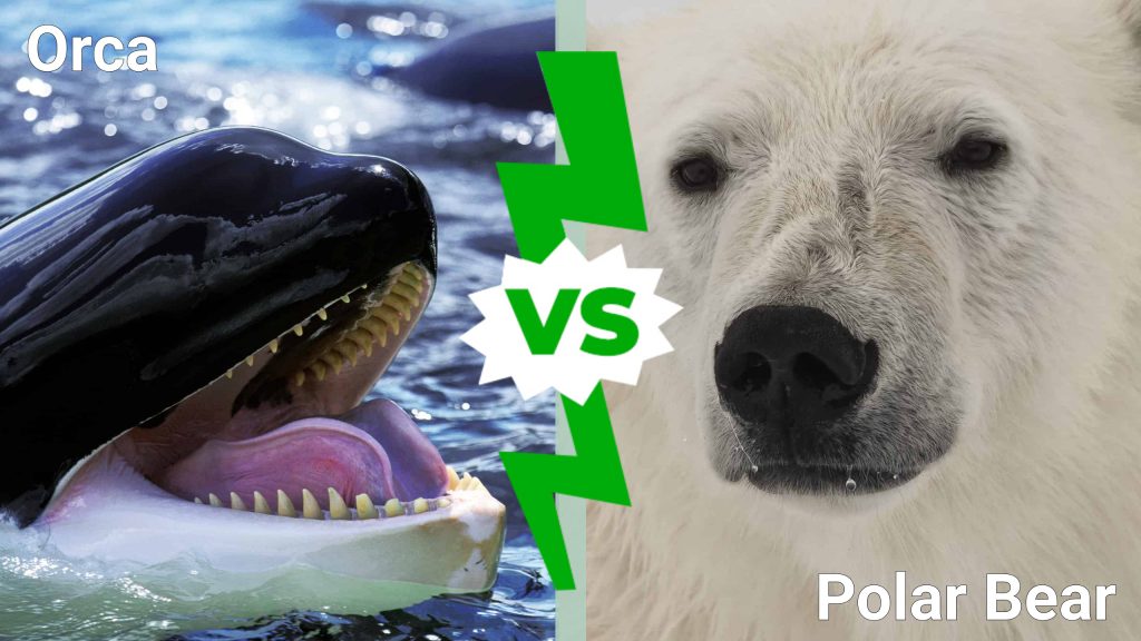 Orca contro Orso Polare: chi vincerebbe in un combattimento?
