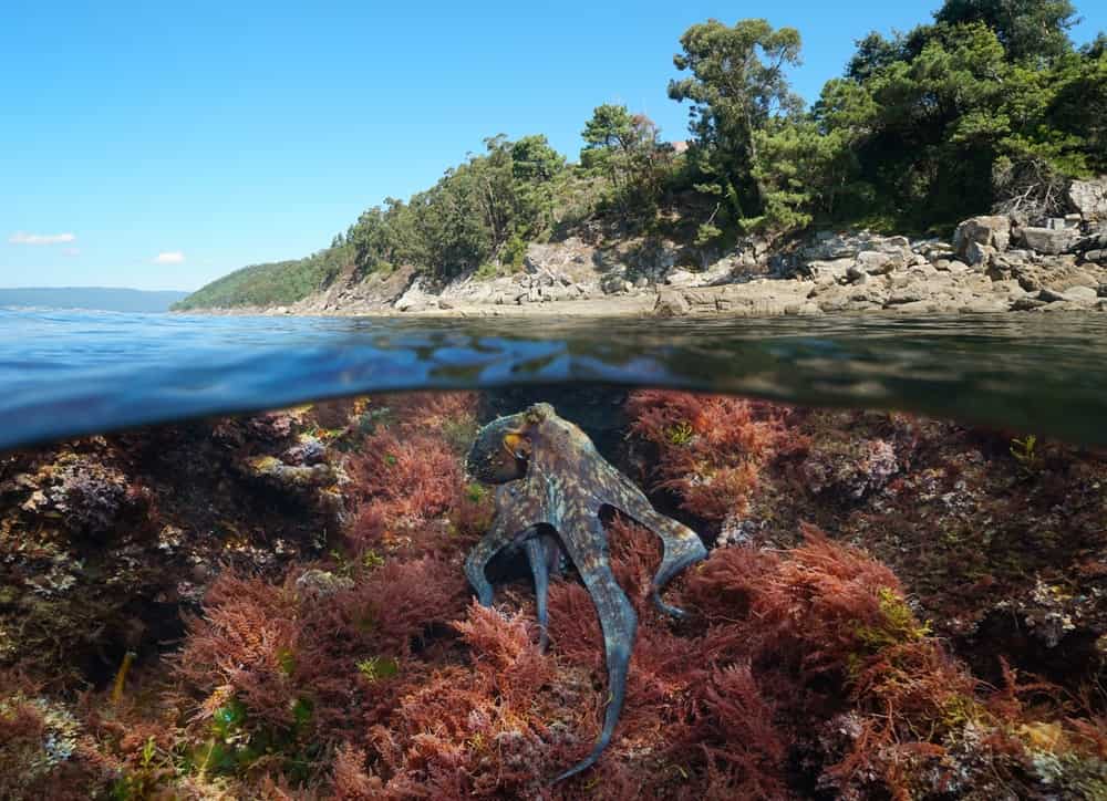 Polpo sott'acqua nell'oceano e sulla costa atlantica, vista a livello diviso sopra e sotto la superficie dell'acqua, Spagna, Galizia, Rias Baixas