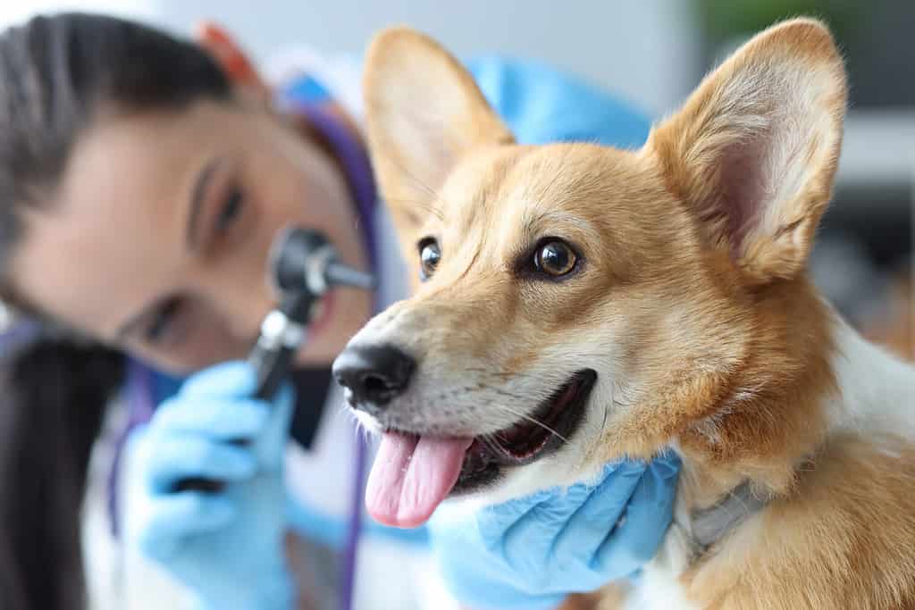 Il veterinario esamina le orecchie del cane con il primo piano dell'otoscopio