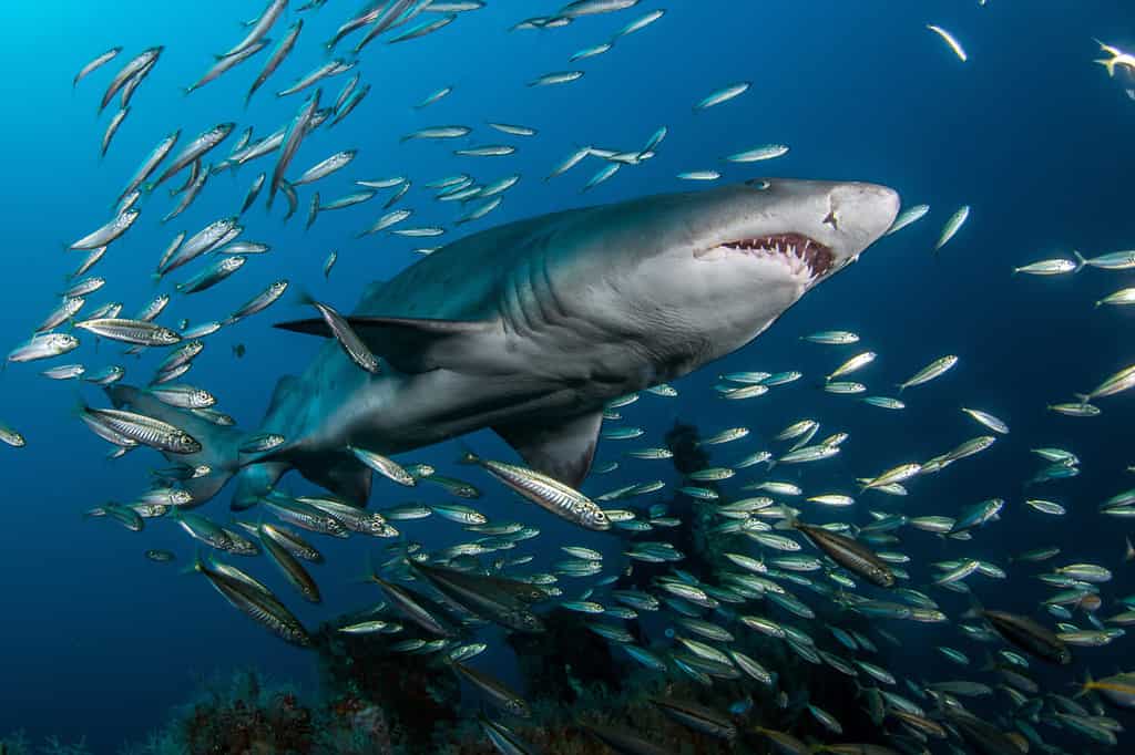 La tigre delle sabbie alias squalo dai denti stracciati