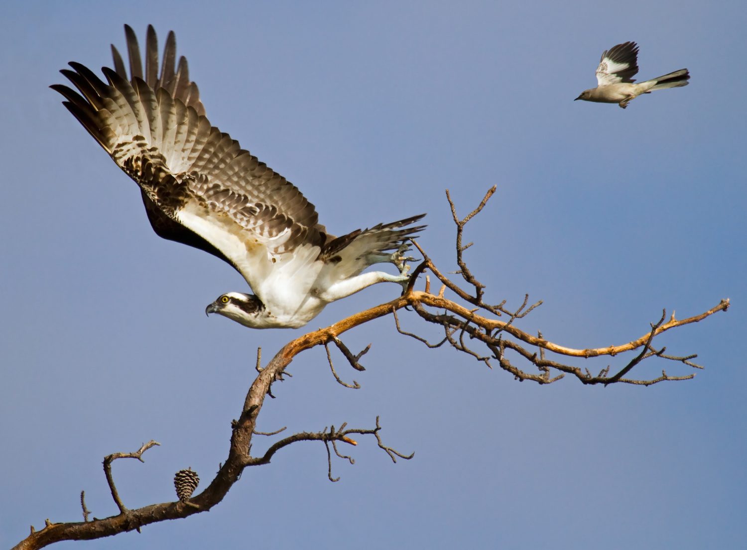 Falco pescatore contro Mockingbird