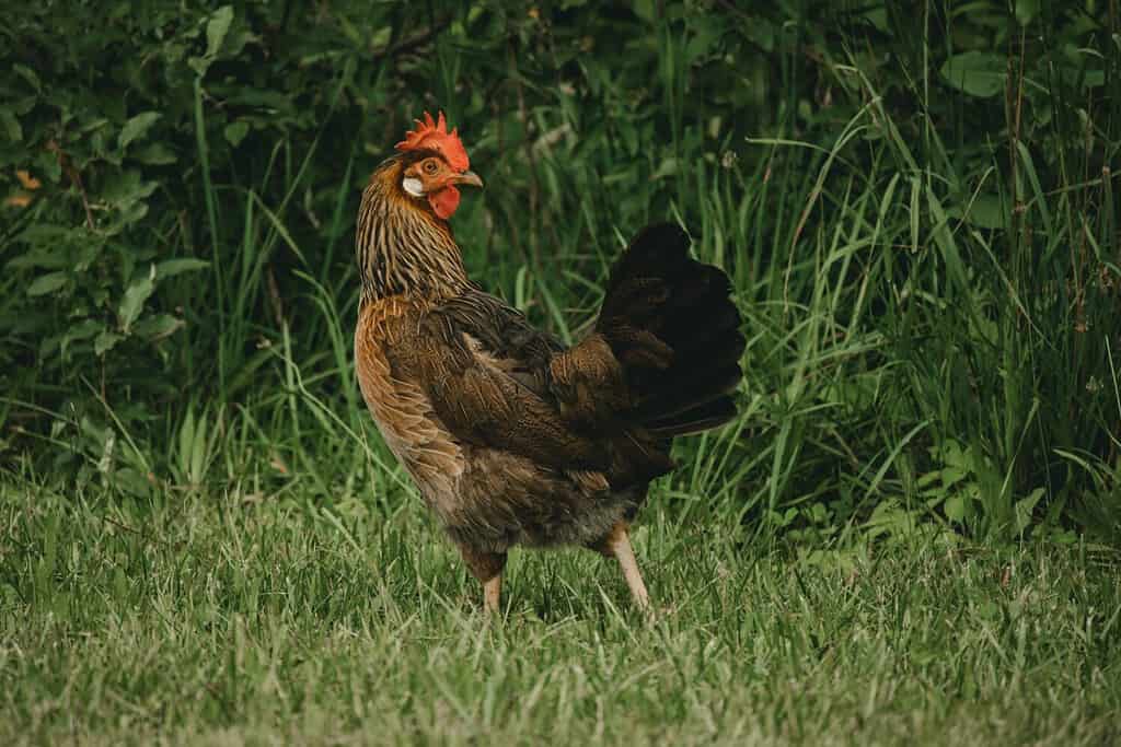 Un primo piano di un pollo livornese marrone su un'erba verde
