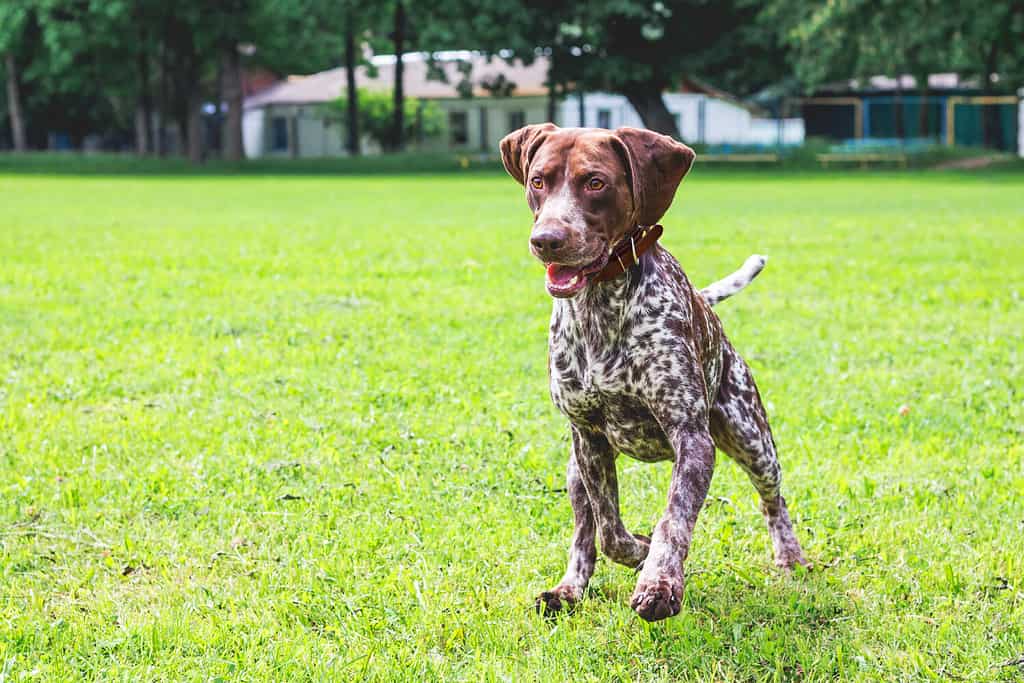 Il cane puntatore tedesco a pelo corto corre su un campo verde.  Un cane con una bella espressione del viso