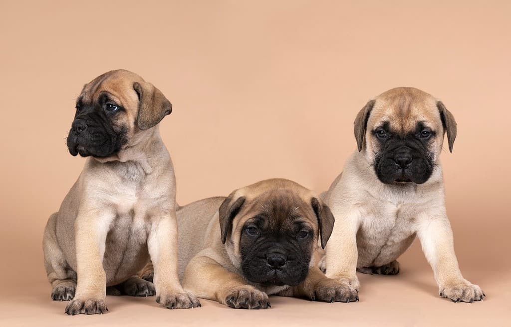 Tre cuccioli di cane mastino toro isolati su sfondo beige