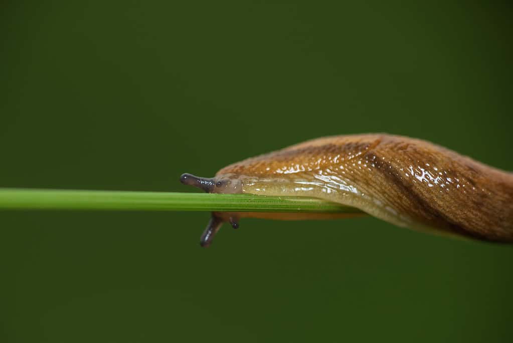 Animale di lumaca sul gambo dell'erba con sfondo blured.  Foto macro