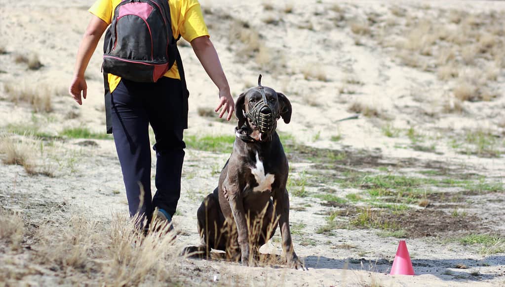 Il cane dell'alano seduto e con la museruola e il suo proprietario che si allontana, ritratto all'aperto