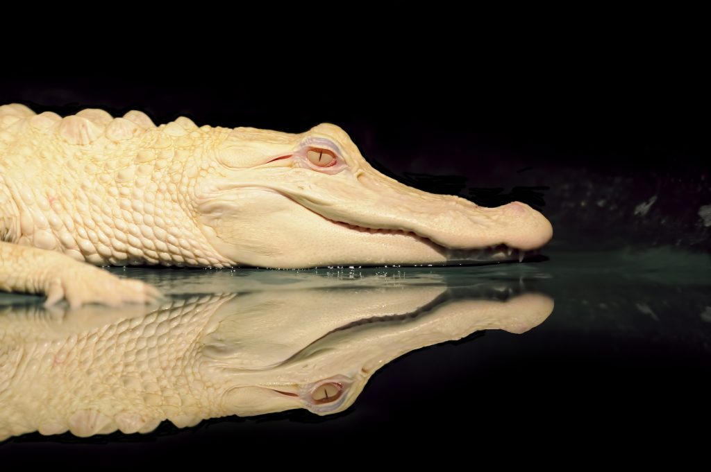 Gli alligatori albini hanno una condizione genetica che fa sì che manchino completamente della pigmentazione.