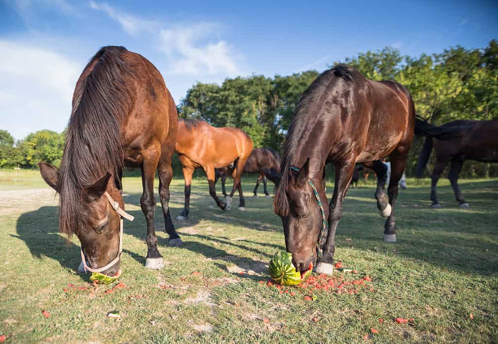 Cavalli che mangiano angurie