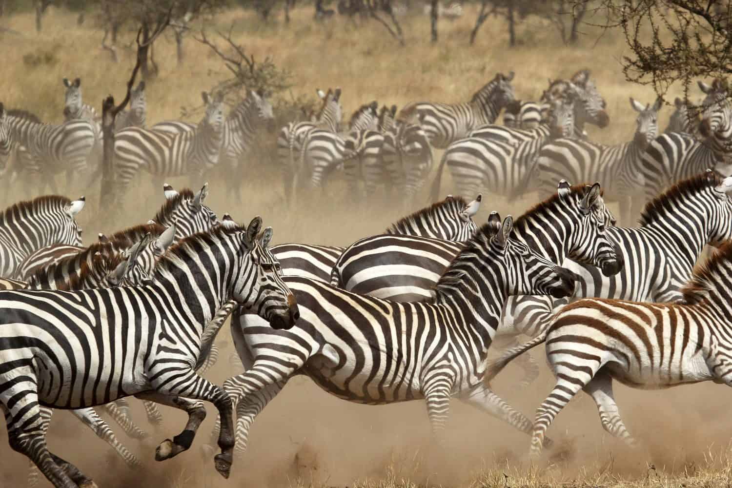 Una mandria di zebre comuni (Equus Quagga) al galoppo nel Parco Nazionale del Serengeti, Tanzania