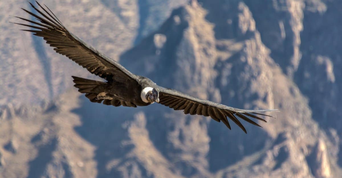 Il Condor delle Ande può vivere fino a 50 anni.