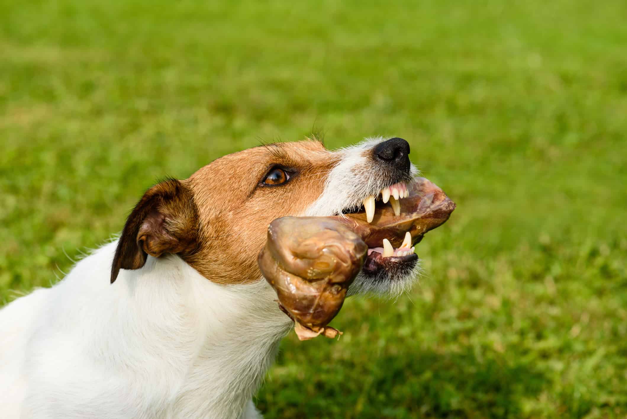 Il cane ringhiante mostra denti e zanne che difendono il suo osso