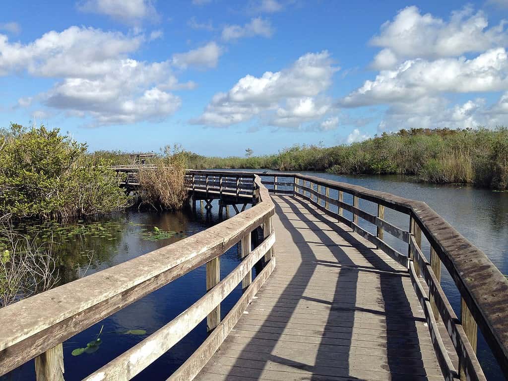Anhinga Trail e passerella nel Parco nazionale delle Everglades, Florida.