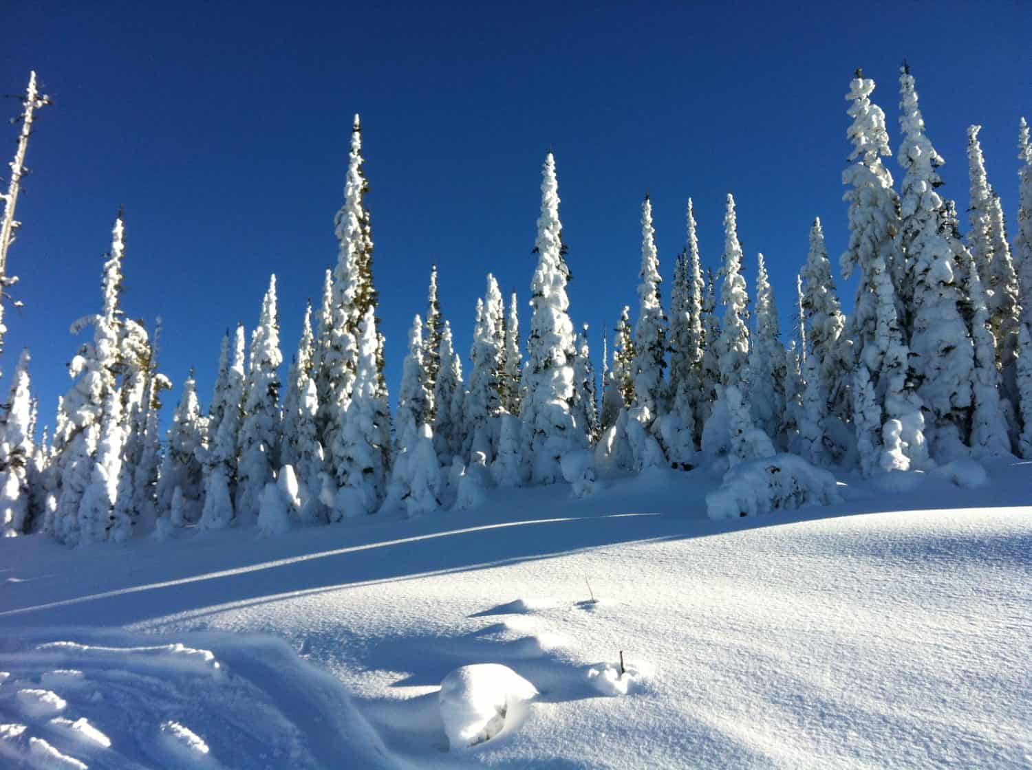 Alberi dalla stazione sciistica di Snowbowl Montana, USA