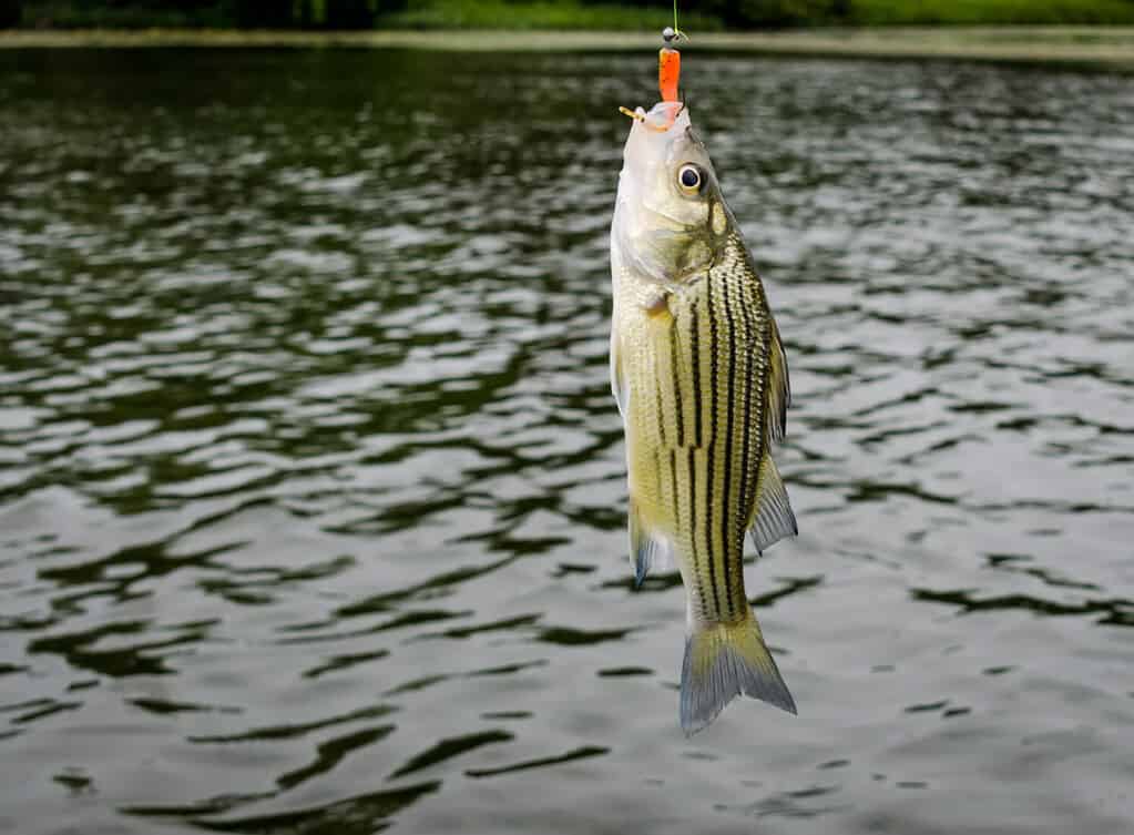 Spigola striata, catturata dal pescatore.  Pesci d'acqua dolce catturati con la lenza.  Divertimento e relax della pesca sportiva nel lago d'acqua dolce.