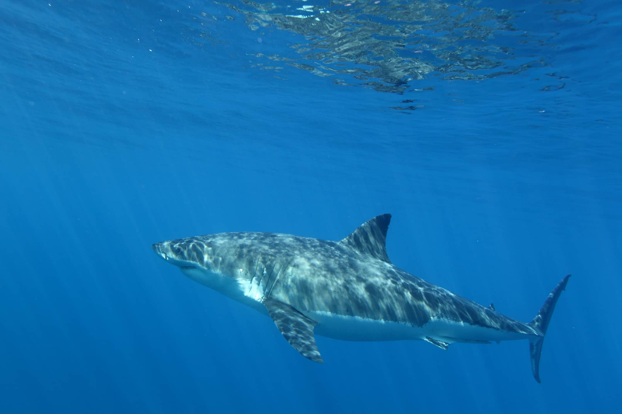 Il grande squalo bianco, Carcharodon carcharias, Isola di Guadalupe, in Messico