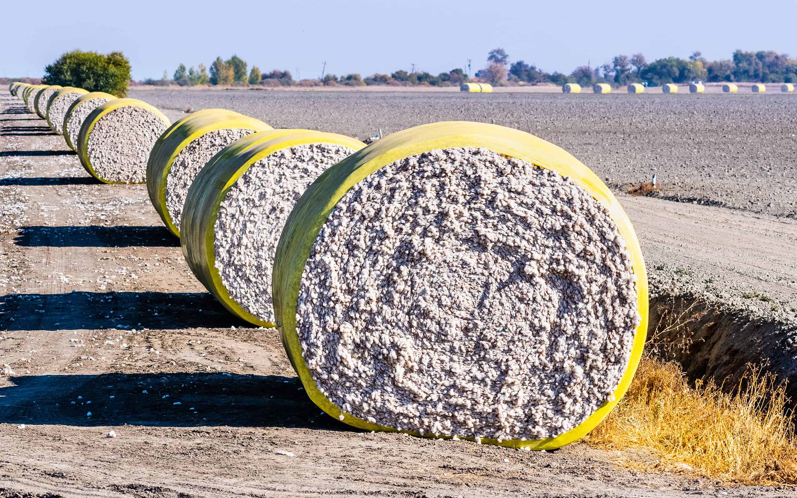 Balle di cotone disposte in fila accanto a un campo mietuto, pronte per il ritiro;  California centrale, Stati Uniti