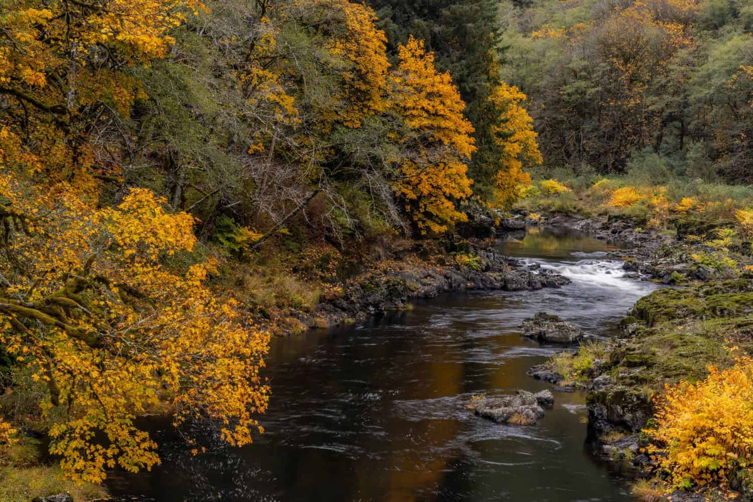 Colore autunnale lungo il fiume Nehalem nella foresta statale di Tillamook, Oregon, Stati Uniti