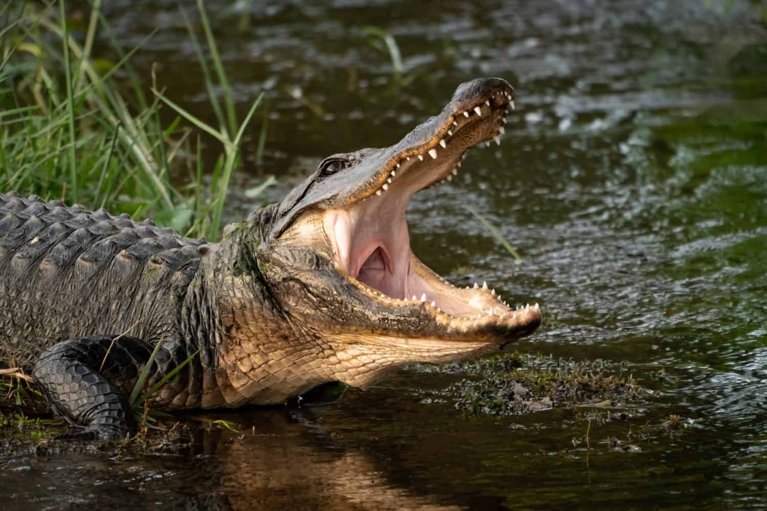 Comportamento naturale dell'alligatore americano selvaggio nelle zone umide di Orlando a Cape Canaveral in Florida.