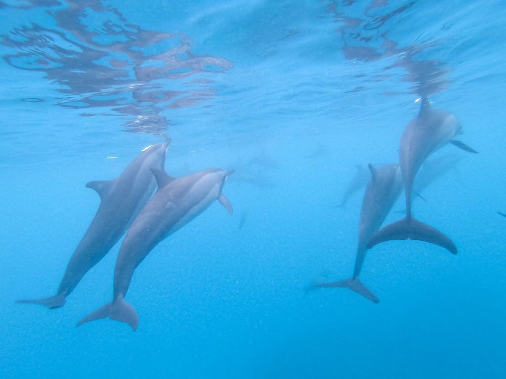 Stormo di delfini che giocano nell'acqua blu vicino all'isola di Mafushi, Maldive.
