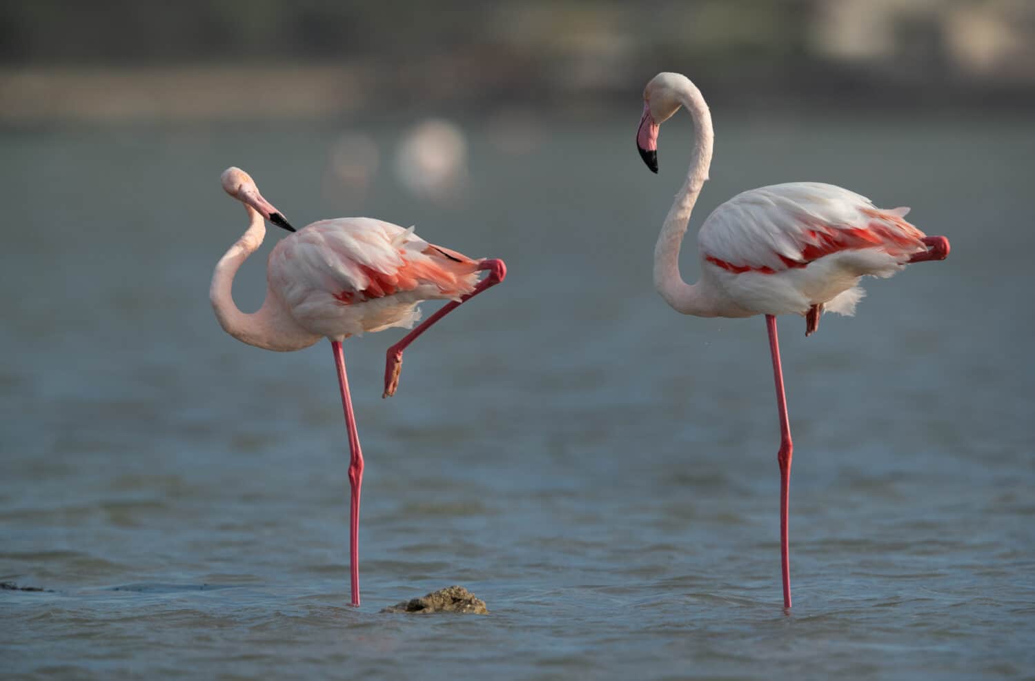 Una coppia di fenicotteri rosa riposati su una gamba al torrente Eker al mattino, Bahrein 