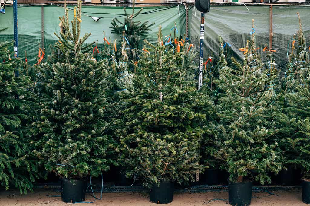 Vendita alberi di Natale.  Al mercatino di Natale si vendono bellissimi alberi di Natale in vaso.