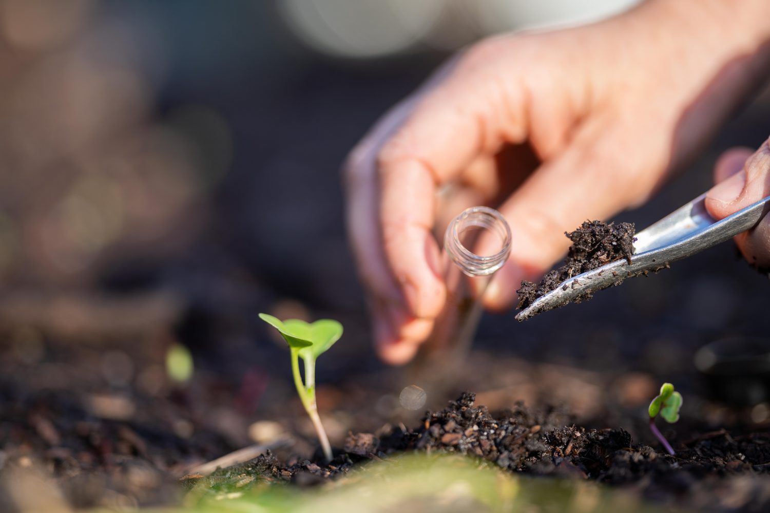 agricoltore che raccoglie campioni di terreno in una provetta in un campo.  Agronomo che controlla il carbonio del suolo e la salute delle piante in un'azienda agricola