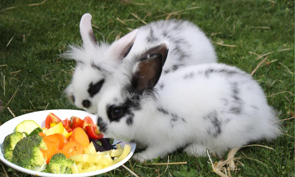 i migliori alimenti per conigli domestici