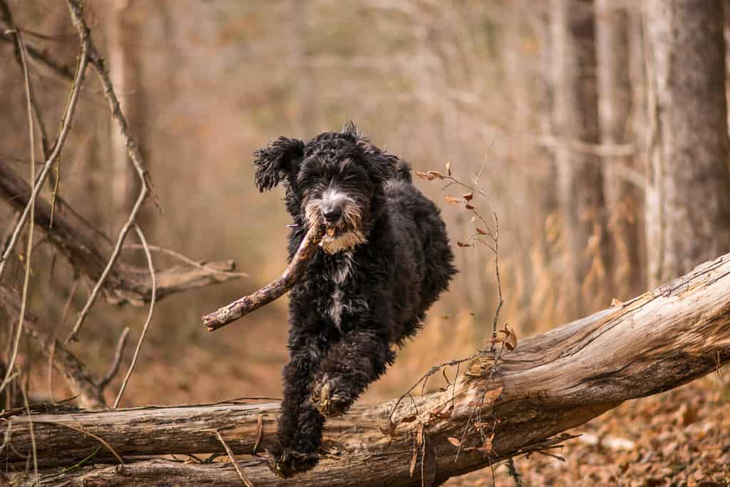 Aussiedoodle gioca a prendere su un sentiero lungo il fiume Haw a Pittsboro, nella Carolina del Nord