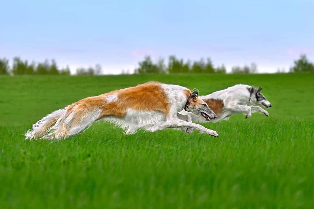 Due bellissimi cani borzoi russi che corrono con l'esca su un campo verde