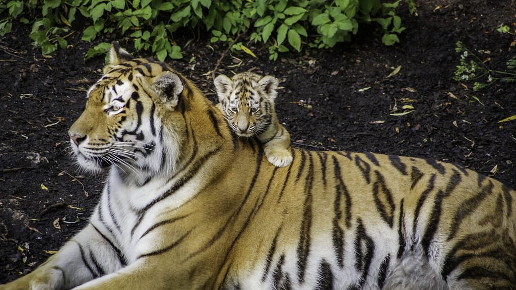 Cuccioli di tigre siberiana