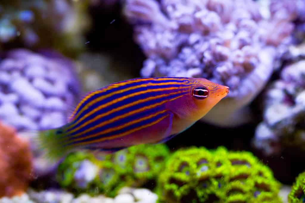 Pesci a sei linee in acquario