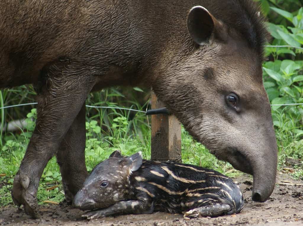 tapiro con il suo bambino allo zoo di Buenos Aires