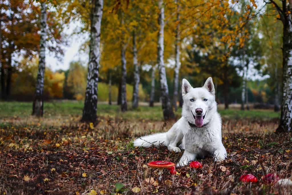 Cane husky siberiano bianco nella foresta autunnale