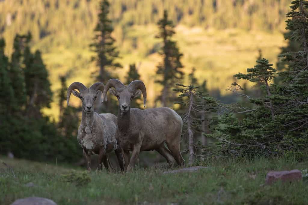Una coppia di pecore dalle grandi corna delle Montagne Rocciose sta in un prato subalpino di fronte ad abeti nodosi mentre la luce della tarda sera colpisce il pendio sul lato opposto della valle.