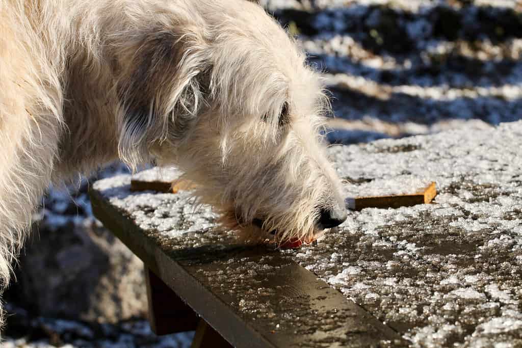 levriero irlandese che lecca il ghiaccio di un tavolo da picnic