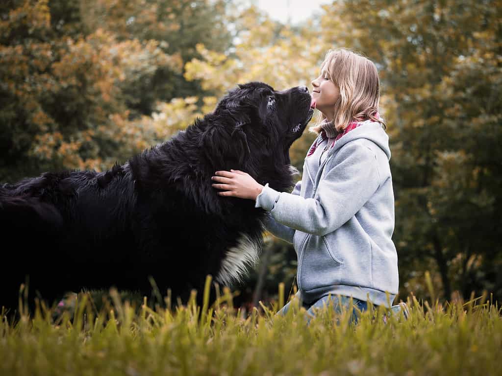 Cani simili ai golden retriever -Giovane ragazza con un enorme cane di razza Terranova