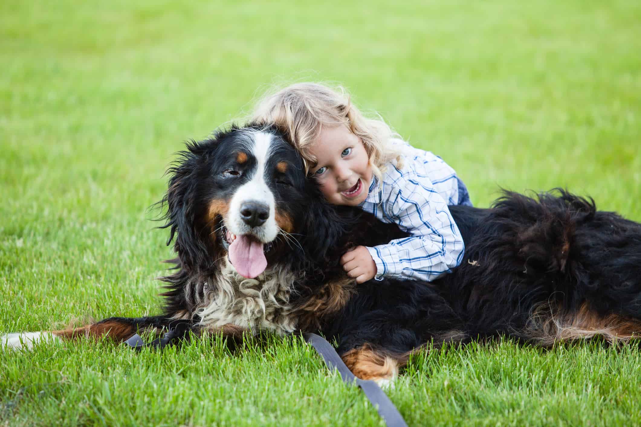 Bovaro del Bernese che stringe a sé.  Cani come i San Bernardo