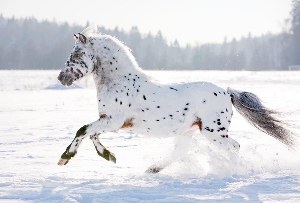 Il pony Appaloosa corre libero attraverso il campo invernale