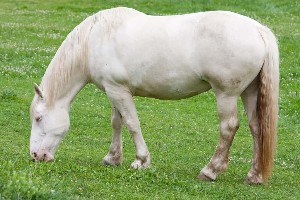 Un cavallo da tiro color crema che pasce nel campo.